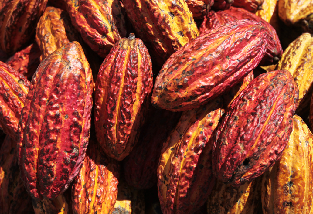 Cacao beans