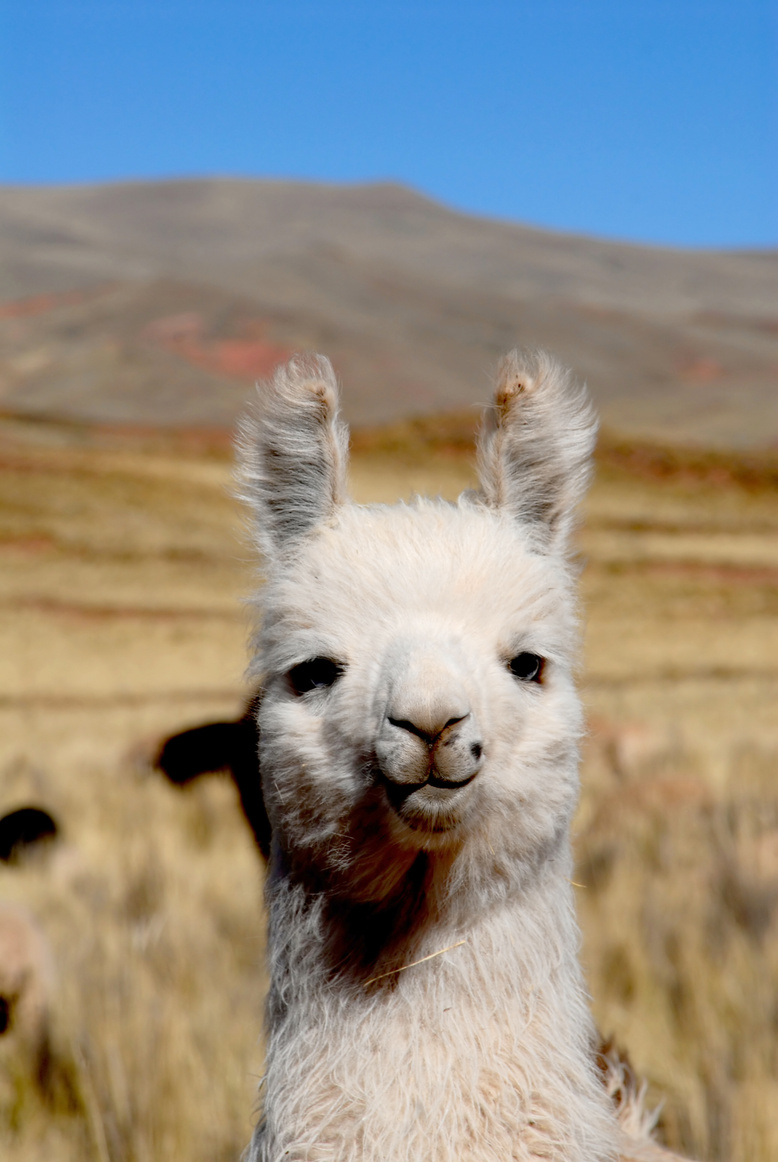 llama