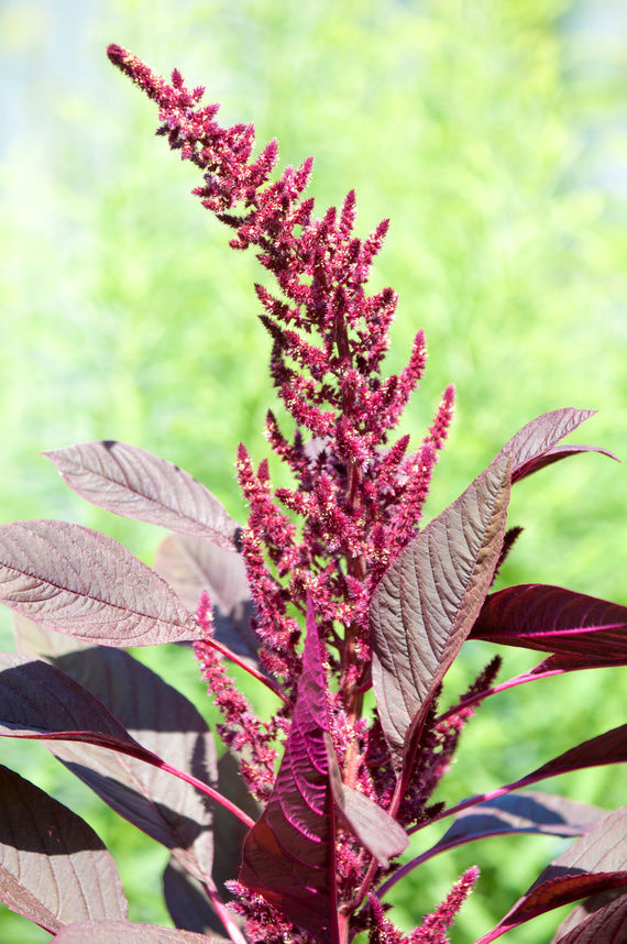 amaranth