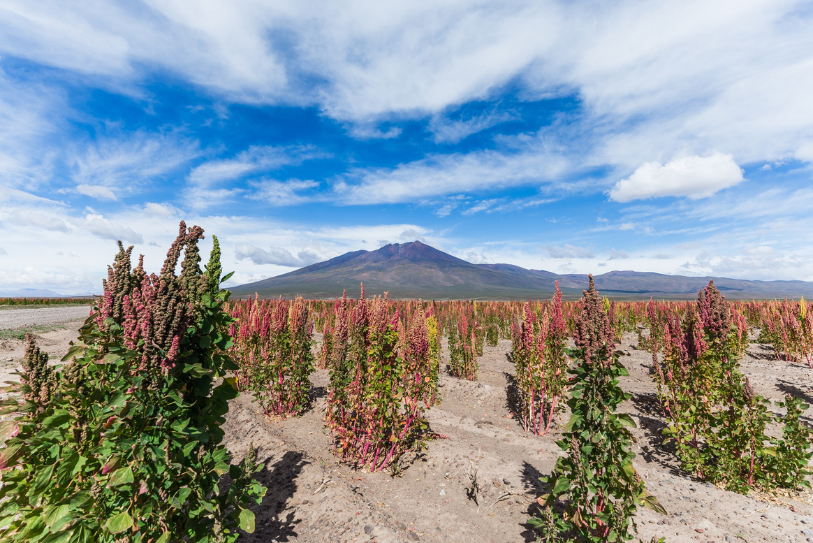 quinoa fields in the bolivian altiplano